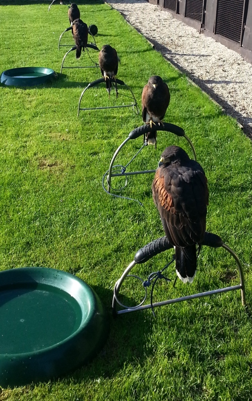 Some Harris Hawks enjoying the afternoon sunshine (even grumpy at the front)